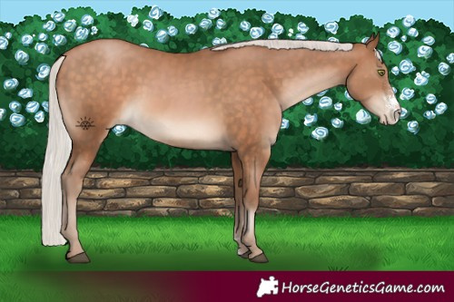 Horse Color:Silver Brown Pearl Sabino