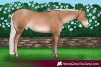 Horse Color:Silver Brown Pearl Sabino 