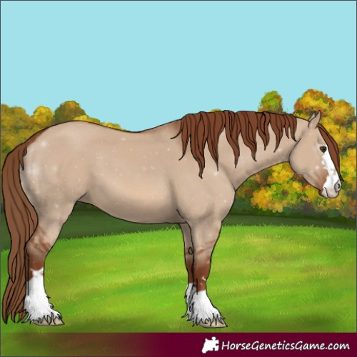 Horse Color:Red Dun 