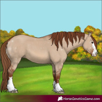 Horse Color:Red Dun 
