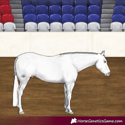Horse Color:Platinum Buckskin Pearl Dun Sabino Rabicano 