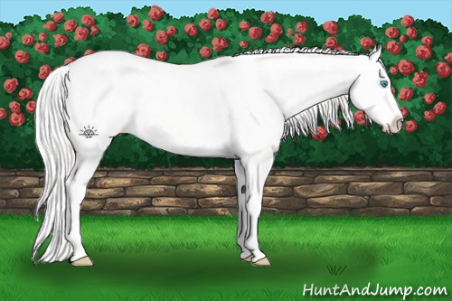 Horse Color:Platinum Cremello Dun Splash Varnish