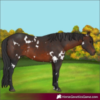 Horse Color:White Spotted Brown 