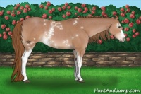 Horse Color:White Spotted Chestnut 