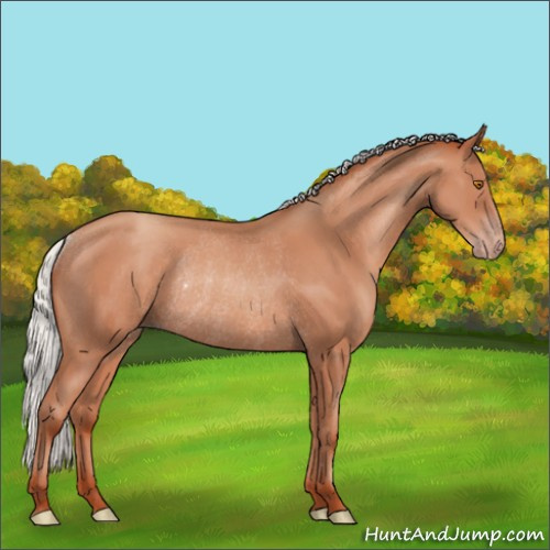 Horse Color:Silver Classic Champagne Rabicano 