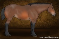 Horse Color:Bay Rabicano 