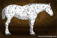 Horse Color:Black Appaloosa