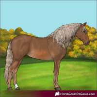 Horse Color:Chocolate Palomino 