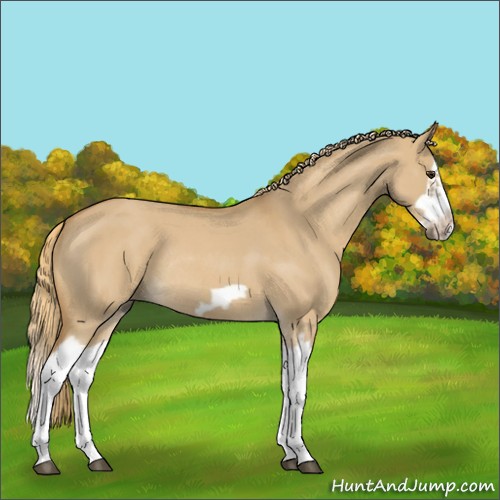 Horse Color:Red Dun Roan Splash Frame Rabicano