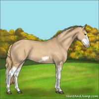 Horse Color:Red Dun Roan Splash Frame Rabicano 