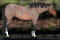 Horse Color:Bay Roan Tobiano