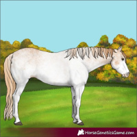 Horse Color:White Spotted Chestnut 