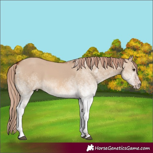 Horse Color:White Spotted Red Dun 