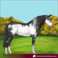 Horse Color:Black Frame Rabicano