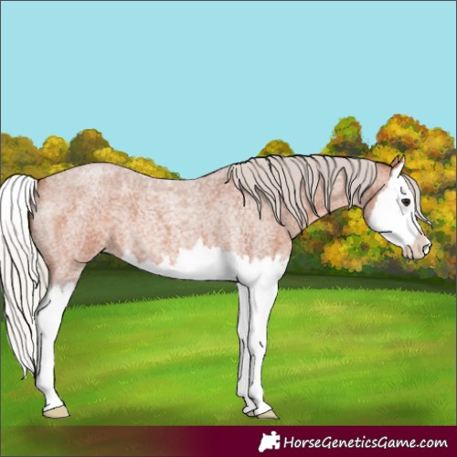 Horse Color:Silver Bay Roan Splash 