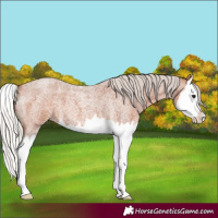Horse Color:Silver Bay Roan Splash 