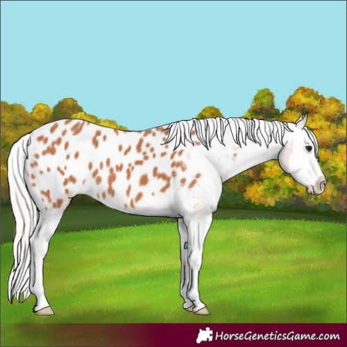 Horse Color:Silver Bay Splash Appaloosa 