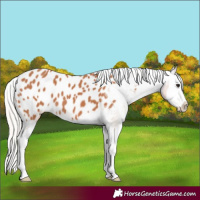Horse Color:Silver Bay Splash Appaloosa 