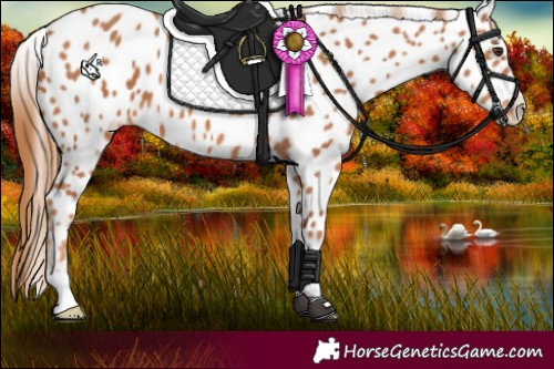 Horse Color:Chestnut Appaloosa