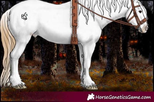 Horse Color:Buckskin Appaloosa 