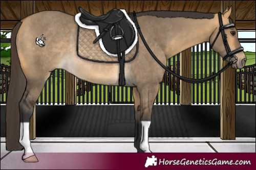 Horse Color:Buckskin Dun Rabicano