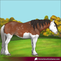 Horse Color:Bay Splash 