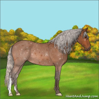 Horse Color:Silver Bay 