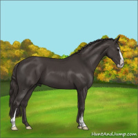 Horse Color:Smoky Black Sabino