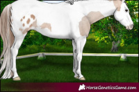 Horse Color:Bay Dun Splash Tobiano Appaloosa 
