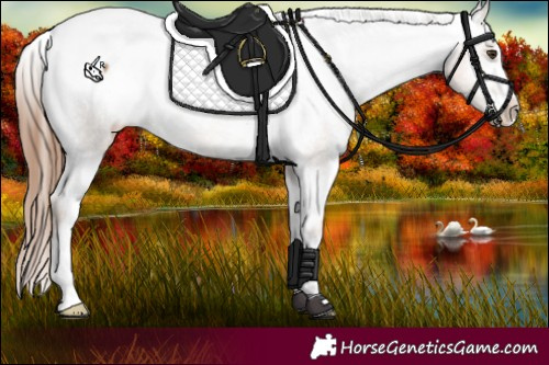 Horse Color:Red Dun Appaloosa