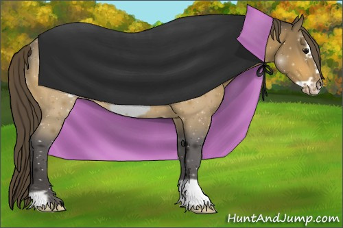 Horse Color:Buckskin Frame Appaloosa 
