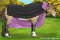 Horse Color:Buckskin Frame Appaloosa 