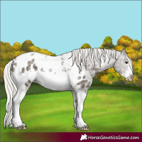 Horse Color:Silver Black Ice Tobiano Frame Near Leopard 