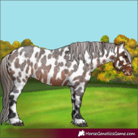 Horse Color:Brown Roan Appaloosa 