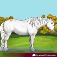Horse Color:Silver Bay Dun Frame Appaloosa 
