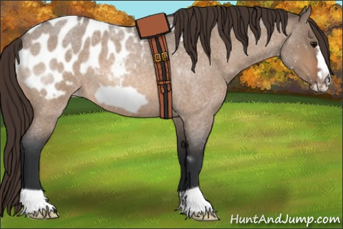 Horse Color:Bay Roan Dun Frame Appaloosa 