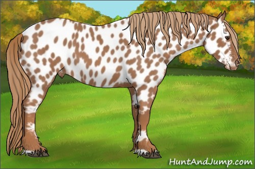 Horse Color:Red Roan Appaloosa 