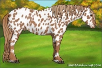 Horse Color:Red Roan Appaloosa 