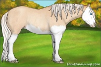 Horse Color:Silver Amber Champagne Roan Splash Rabicano 
