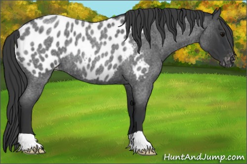 Horse Color:Blue Roan Appaloosa Rabicano