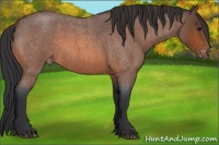Horse Color:Bay Roan Varnish 