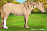 Horse Color:Gold Champagne Roan 
