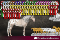Horse Color:Gray Silver Classic Champagne Appaloosa Rabicano 