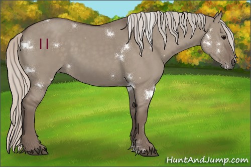 Horse Color:White Spotted Silver Grullo 