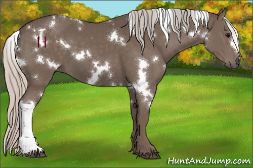 Horse Color:White Spotted Silver Black
