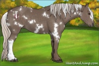 Horse Color:White Spotted Silver Black 