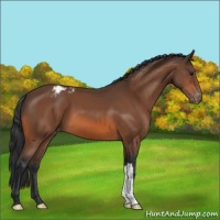 Horse Color:Bay Appaloosa 