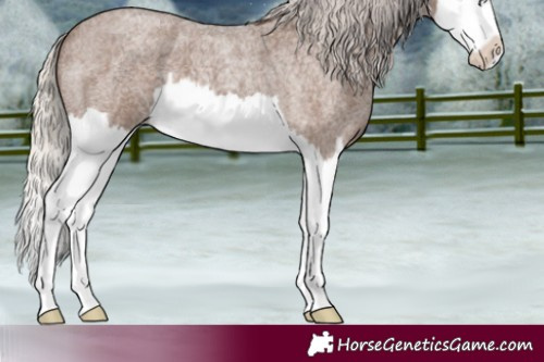 Horse Color:Silver Blue Roan Splash 