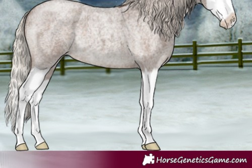 Horse Color:Silver Blue Roan Splash 