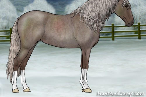 Horse Color:Silver Blue Roan 